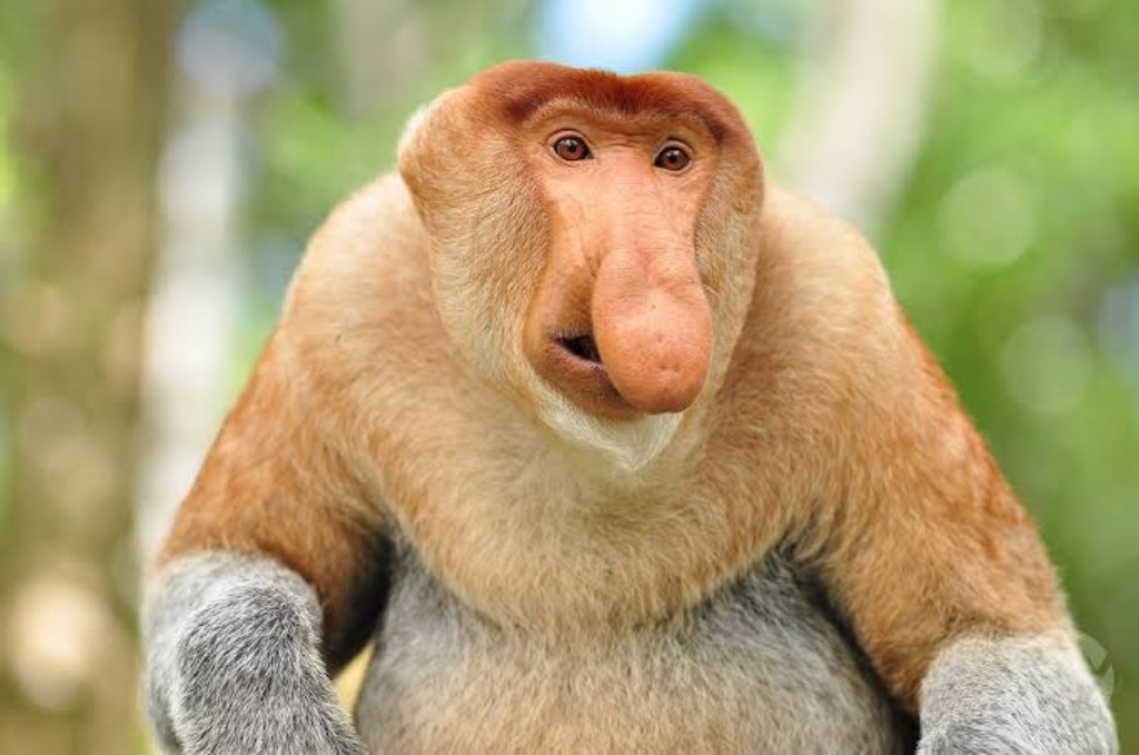 Bekantan