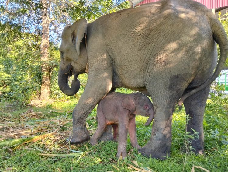 Gajah Sumatera