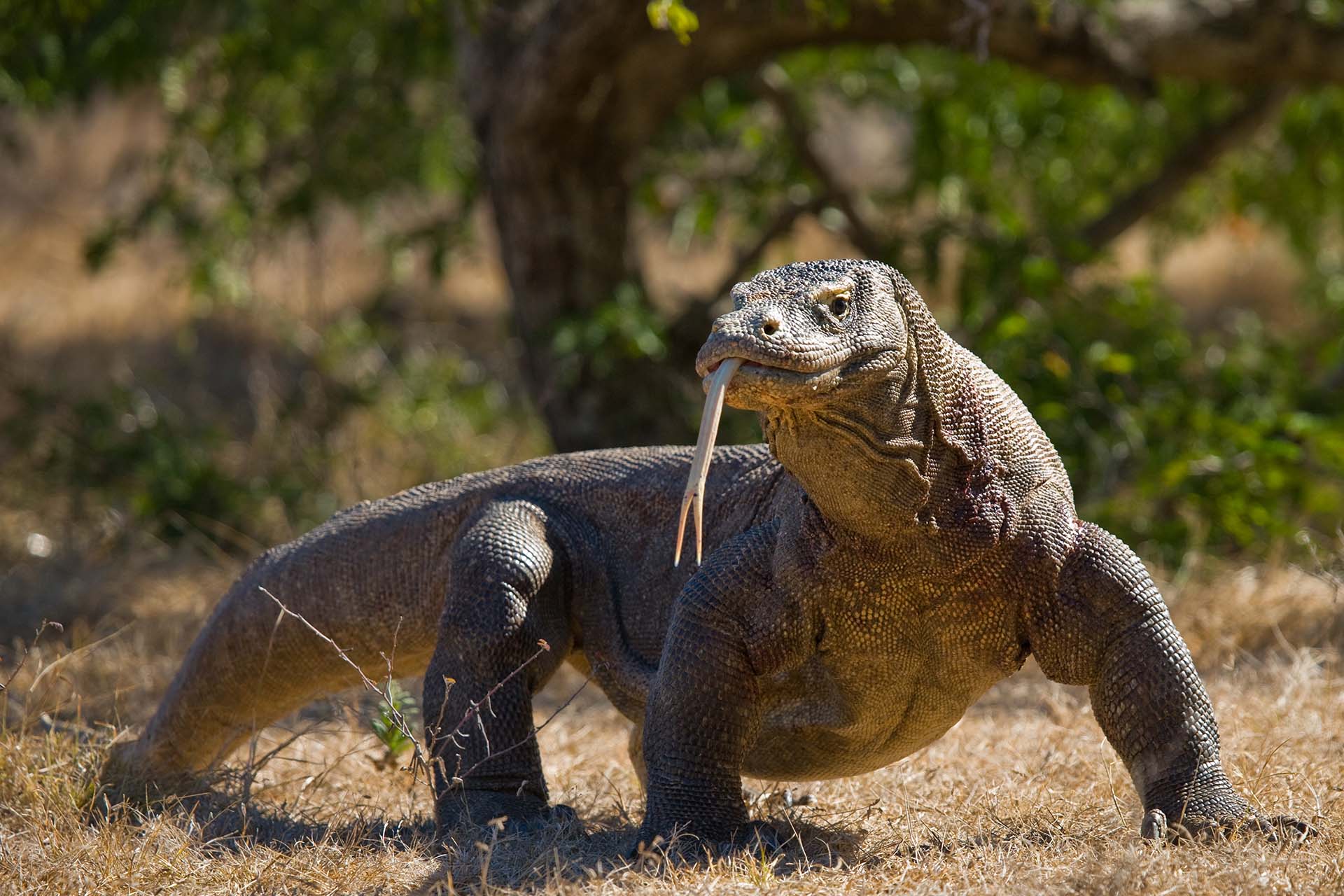 Komodo