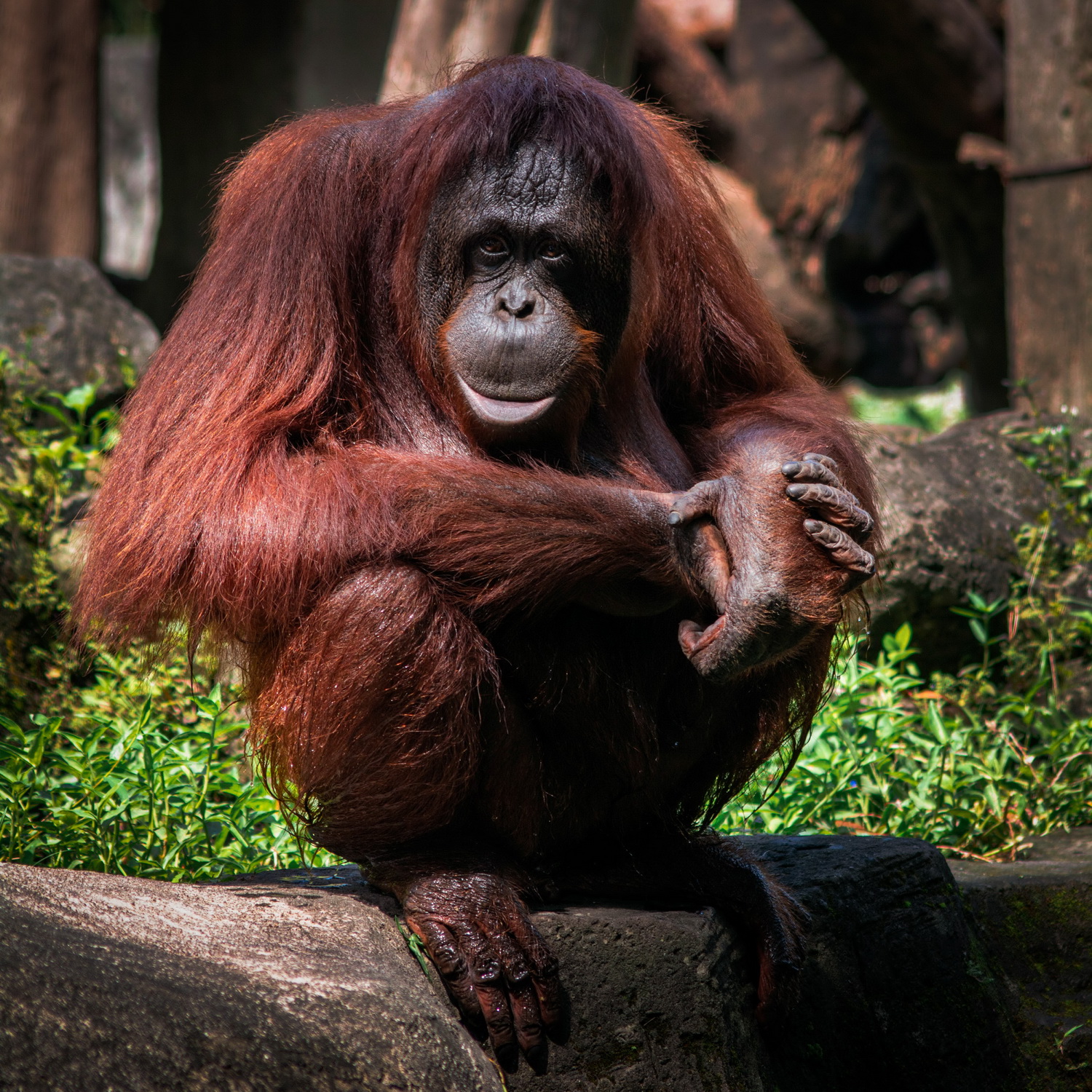 Orangutan Kalimantan