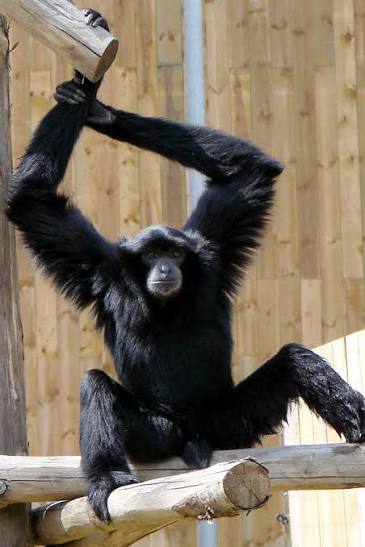 Siamang