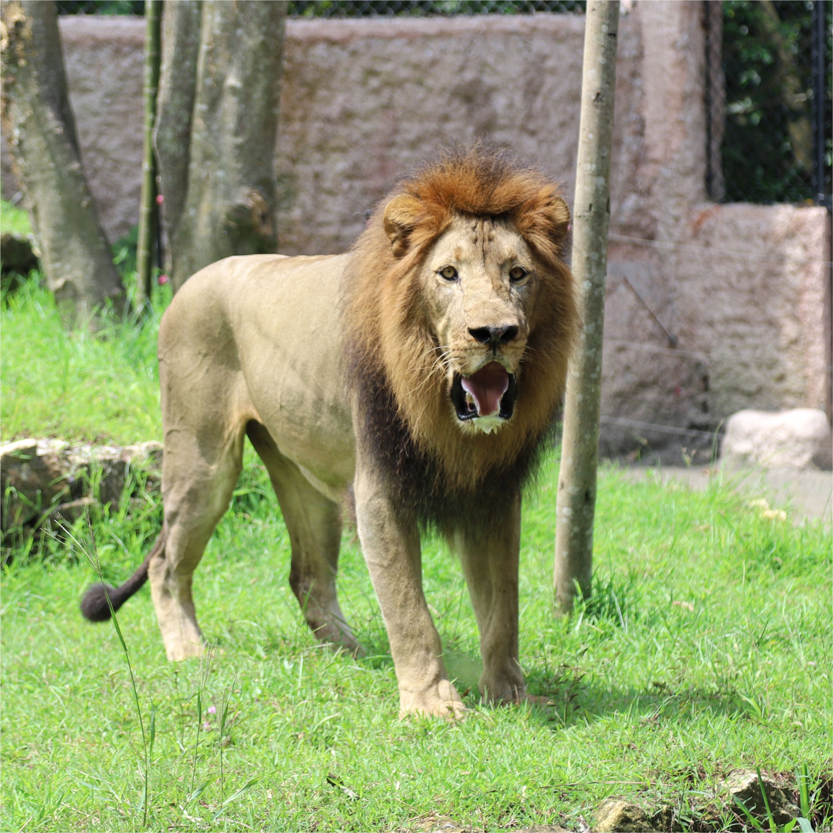 Singa Afrika